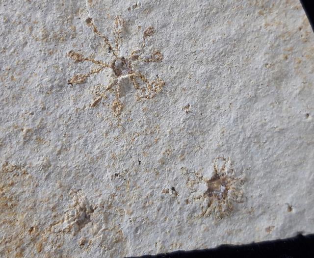 Saccocoma tenella (GOLDFUSS 1831) - Bild © FossNet FossilienStore